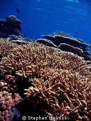 Great Barrier Reef, Hard-Corals by Stephen Holinski 